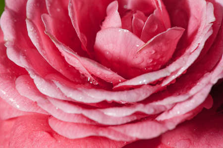 Water droplets on the petals, red camellia in the rainの写真素材