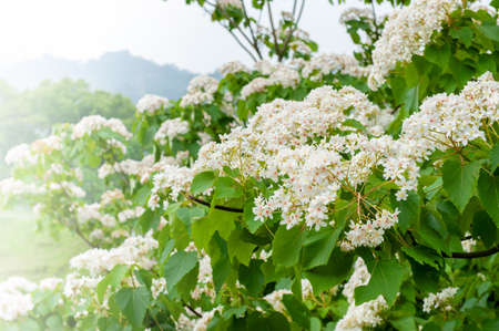 Beautiful white tung flower blooms in springの写真素材