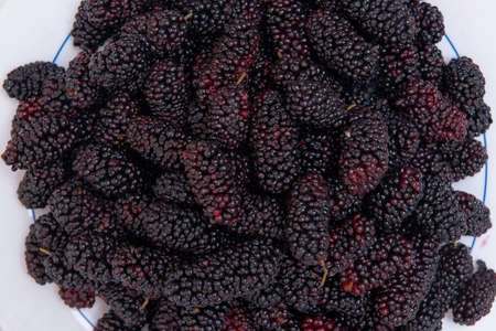 Freshly harvested mulberries on white background.の写真素材