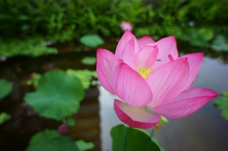 Say hello to the lotusの写真素材