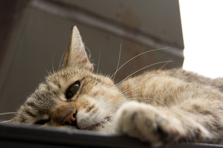 Cat napsの写真素材