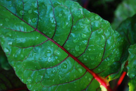 swiss chard with water dorpsの写真素材