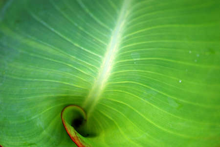 canalilly earの写真素材