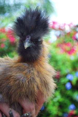 young silkie rooster bad hair dayの写真素材