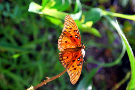 beautiful wings of a butterflyの写真素材