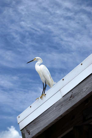 egret taking a breakの写真素材