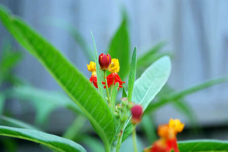 milk weed flower getting ready to so its colorsの写真素材
