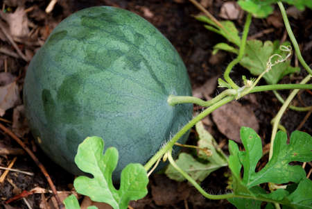 watermelon growing in the gardenの写真素材