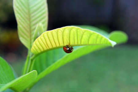 lady bug on the bottom of the leafの写真素材