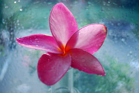 beautiful pink plumeria flowerの写真素材
