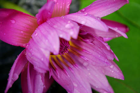 beautiful pink waterlily shows some of its colorの写真素材