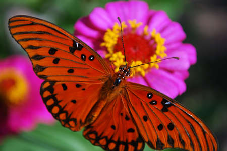 gulf fritrillary butterfly on a pink zinneaの写真素材
