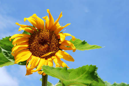 sunflower reaching for the skyの写真素材