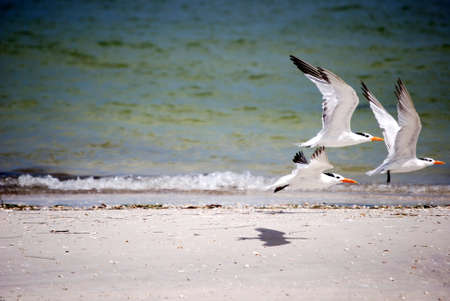 three royal terns taking off with one shadowの写真素材