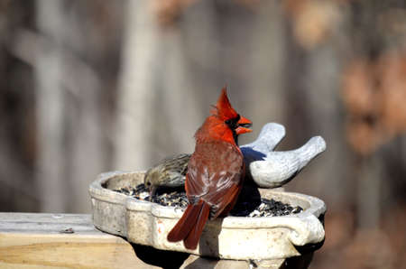 Cardinal taking his turn at the bird feeder.の写真素材