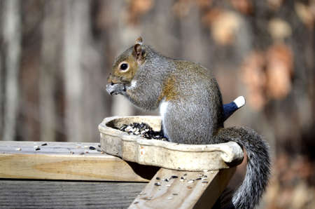 Squirrel sitting in the bird feeder eating the seedsの写真素材