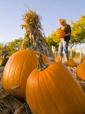 a woman picks out a Halloween pumpkin at Summerset Farm, Santa Ynez Valley, Californiaの写真素材