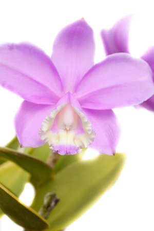 cattleya orchid の写真素材