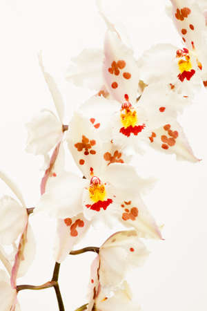 Odontoglossum crispum orchidの写真素材