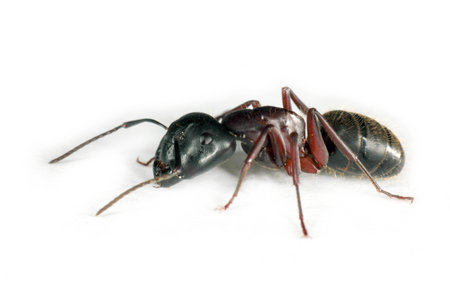 Carpenter Ant isolated on white backgroundの写真素材
