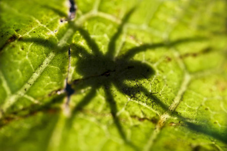 Green leaf and spider shadowの写真素材
