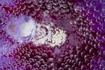 Bublesの写真素材