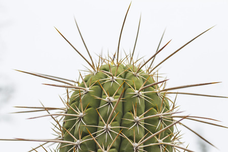 Cactusの写真素材