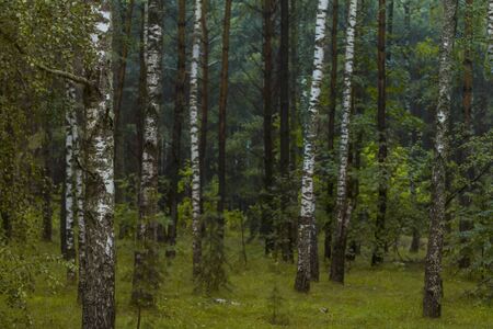 Green summer birch forest in Russia, Tulaの写真素材