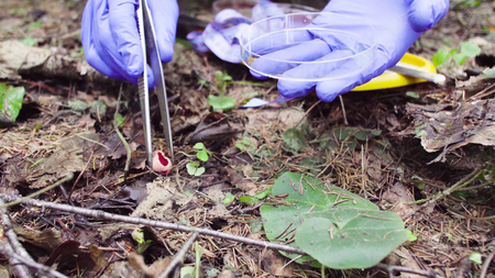 Scientist ecologist in the forest taking samples of plants