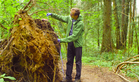The ecologist in a forest measuring a tree trunk
