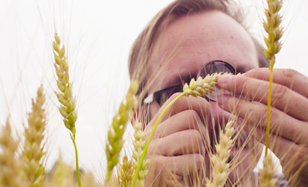 Hand of ecologist examining wheat ear through a loupeの写真素材
