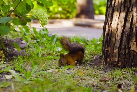 Cute Red Squirrel eating something in a park