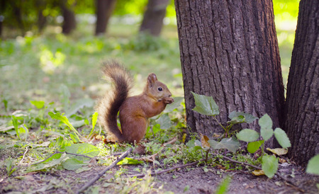 Cute Red Squirrel eating something in a parkの写真素材