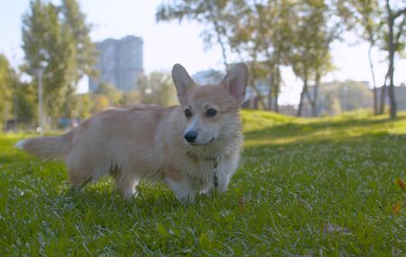 Beautiful corgi dog standing on a grass and looking aroundの写真素材