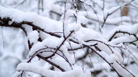 Close up birch tree branches under the snow, snowfall in the park. Snow falling on the trees. Winter...