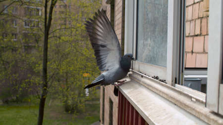 Close up doves pecking seeds on the window sill of residential building. Beautiful bird waving wings. Spring in the city, young leaves on the treesの写真素材