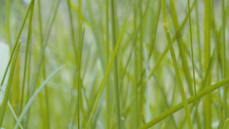 Close up view of the grass in summer on the meadow. Macro shooting. Seasonal natural scene. Natural backgroundの写真素材