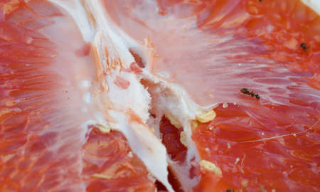 Extreme close up brown ants crawl on a red orange. Macro shot of insects and citrus, high angle view