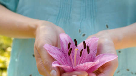 Close up beautiful pink lily flower in female hands. Country life, nature, gardeningの写真素材