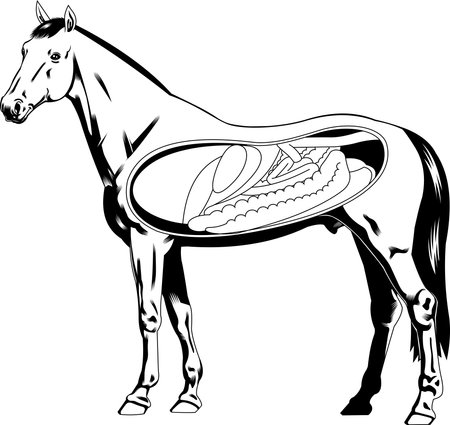Outlined Cartoon Internal Anatomy Of A Horse Silhouette. Vector Hand Drawn Illustration Isolated On Transparent Backgroundのイラスト素材