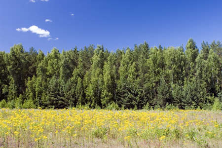 Blue sky, green forest and yellow fieldの写真素材