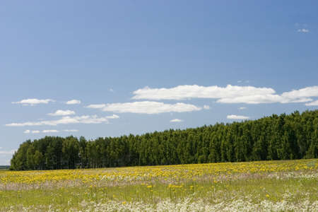 blue sky, green forest and yellow fieldの写真素材