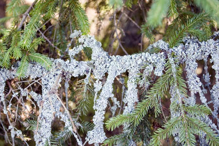 lichen branchの写真素材
