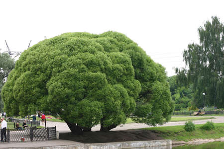tree