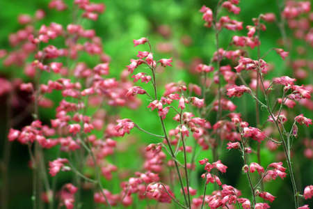 small red flowersの写真素材