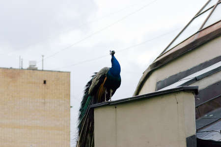 peacock on the roofの写真素材
