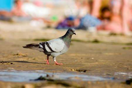 Pigeon on the beachの写真素材