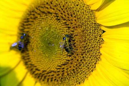 Sunflowerの写真素材
