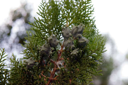 Fruits of thujaの写真素材