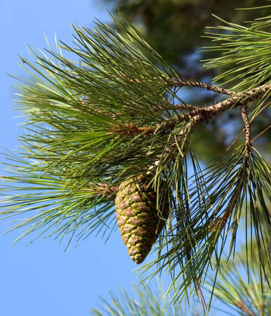 Pine-tree branch